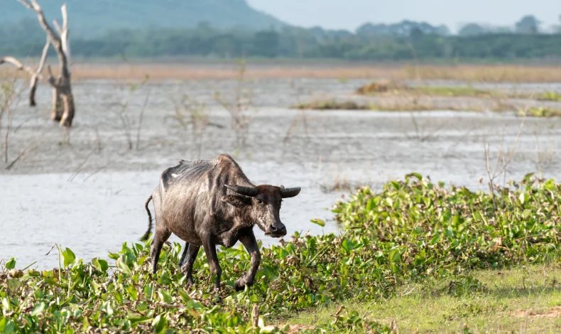 Buffalo