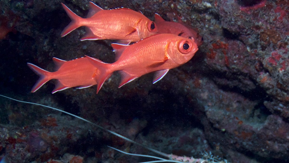 Biyadhoo Island Resort